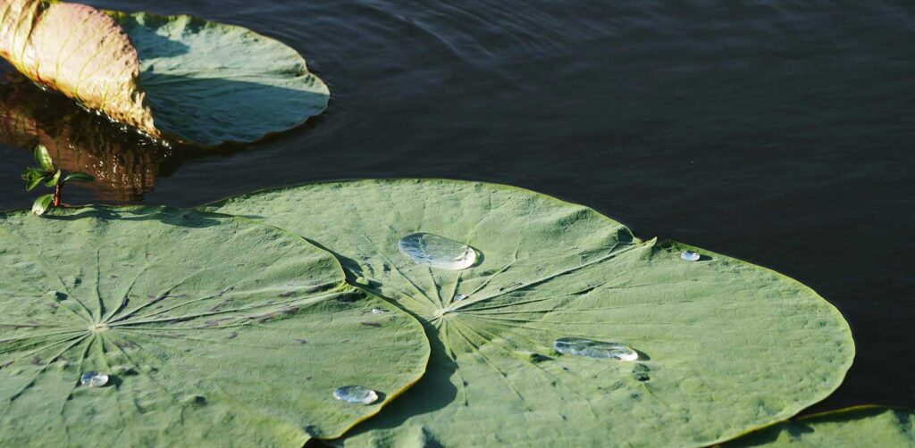 Teiche & Wasseranlagen