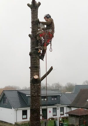 baumkletterer